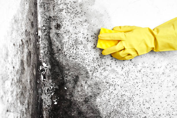 Best Emergency Mold Removal  in Chattanoo Valley, GA