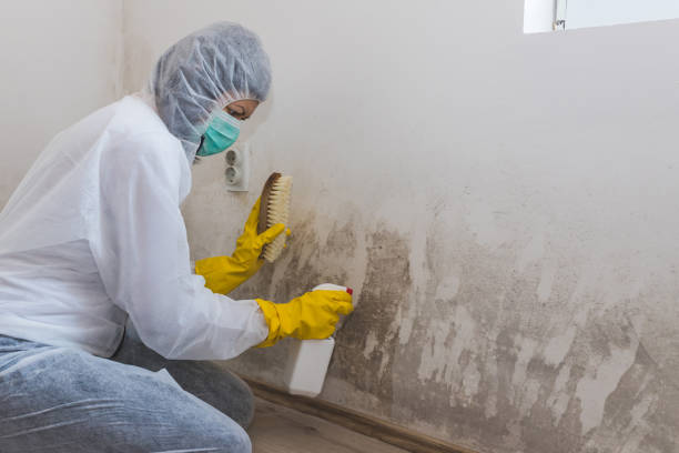 Best Attic Mold Removal  in Chattanoo Valley, GA