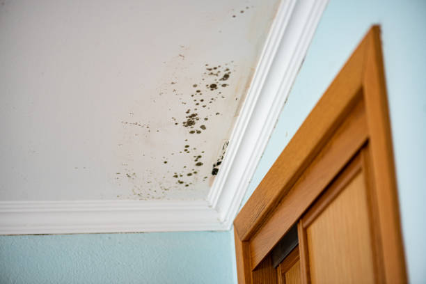 Home Mold Removal in Chattanooga Valley, GA