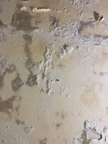 Best Mold Damage Repair  in Chattanoo Valley, GA