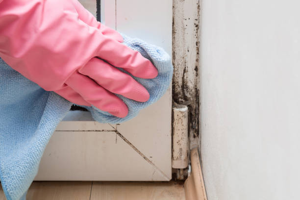 Best Commercial Mold Removal  in Chattanoo Valley, GA