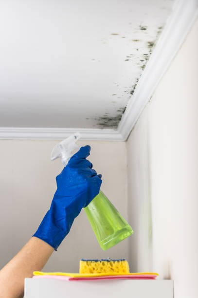 Best Local Mold Removal Service  in Chattanoo Valley, GA